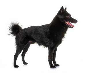 Side view of a Schipperke dog breed standing on the grass panting