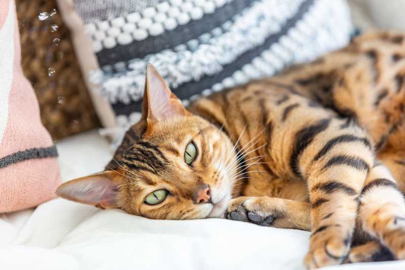 bengal cat laying on bed