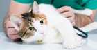 cat at vet