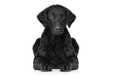 Close up of a black Curly Coated Retriever dog breed laying down against a white background