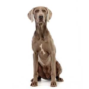 front view of weimaraner sitting in front of a white background
