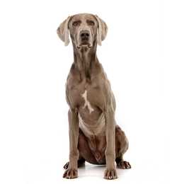 front view of weimaraner sitting in front of a white background