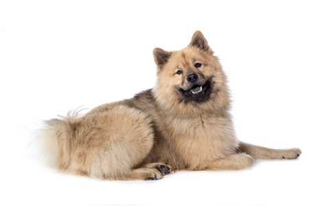Eurasier dog breed laying sideways with mouth open looking up against a white background