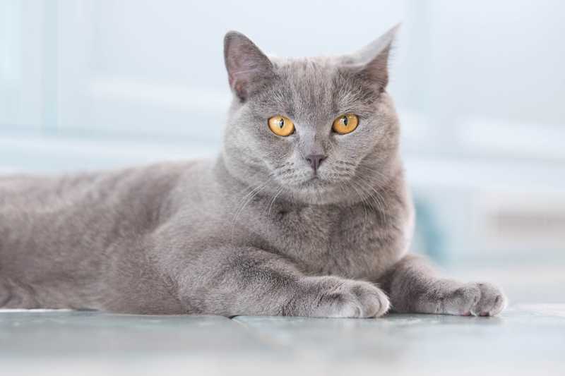 gray cat laying on floor