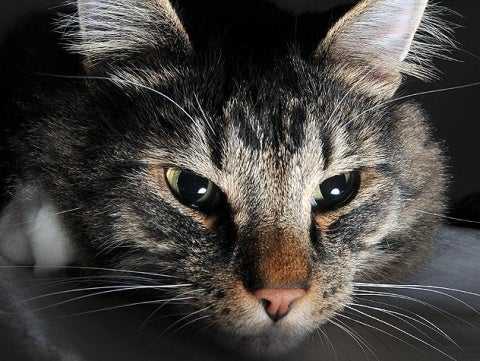 Keeping Your Cat Calm at Night