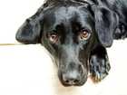 cute dogs