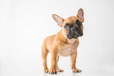 Standing French Bulldog breed with head slightly tilted against a white background