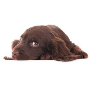 Sussex Spaniel dog breed laying down eyeing the camera against a white background