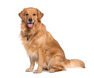 Golden Retriever dog breed sitting tall with tongue out against a white background