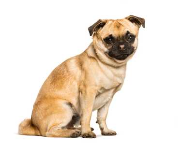 Chug dog breed sitting down against white background.