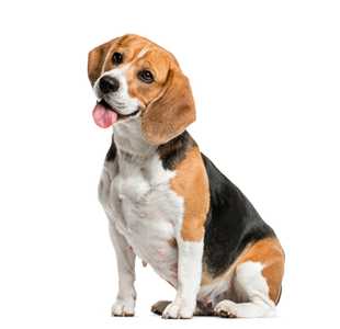 Beagle dog breed sitting side view  with head tilted and tongue out against a white background