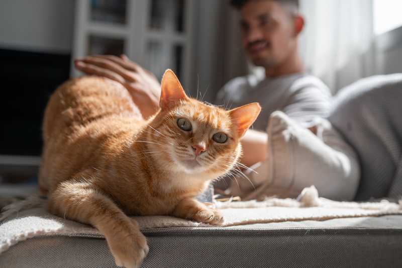 yellow cat on couch laying in the sun