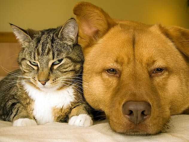 introducing foster pets