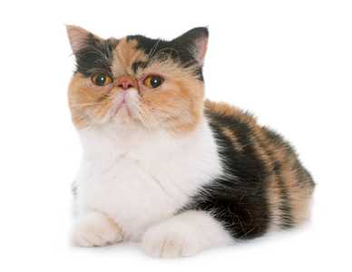 tricolor exotic shorthair cat facing forward with paws tucked against a white background