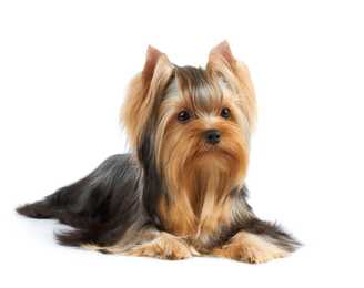 Long haired Yorkshire Terrier dog breed laying with head up against a white background
