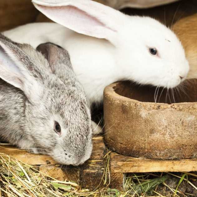 Rabbits