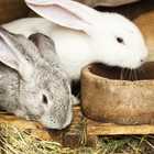 Rabbits