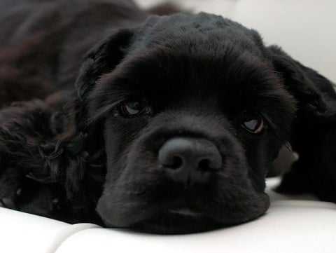 petside dog swallowed bone