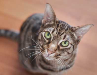 Ocicat with beautiful green eyes
