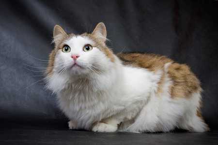 Fluffy Ragamuffin Cat breed laying down against a grey background