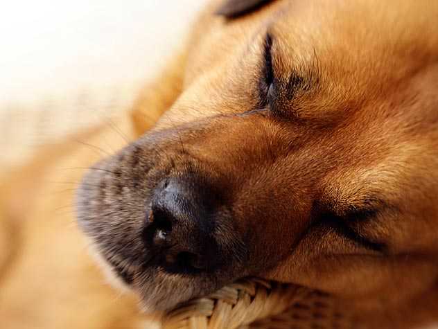 Abused dog