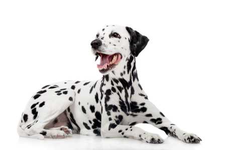 Dalmatian dog breed laying down with head turned to the side and mouth open against white background
